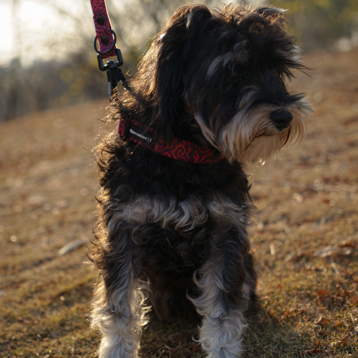 Hundehalsband — weich & komfortabel