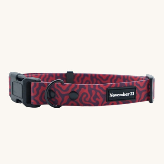 Soft Dog Collar on cream background