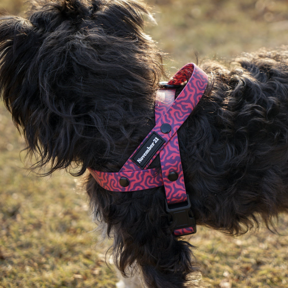 Hundegeschirr — Anti-Verfilzungs-Design