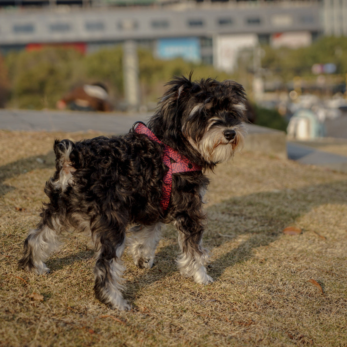 Hundegeschirr — Anti-Verfilzungs-Design