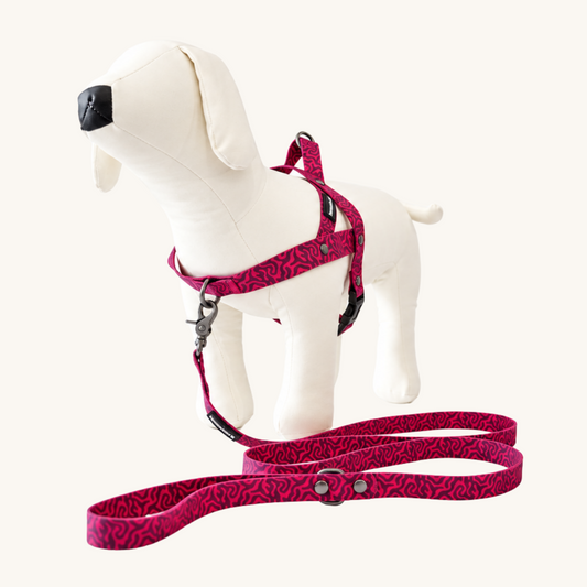 Everyday Dog Leash
