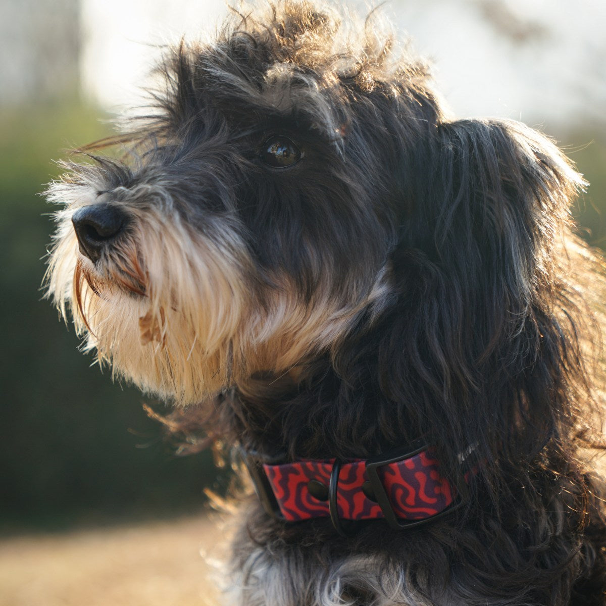Hundehalsband — weich & komfortabel