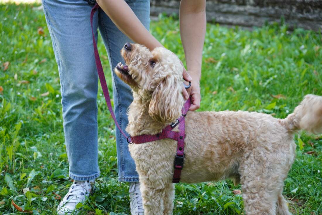 Poodle wearing November21 anti-matting harness
